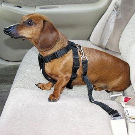 Hondengordel - Autogordel voor honden - Riem voor honden - Veiligheidsgordel hond - Zwart VARIANT